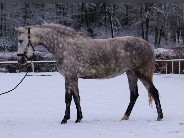 Altre razze Giumenta 5 Anni 152 cm Grigio pezzato in Neustadt (Wied)