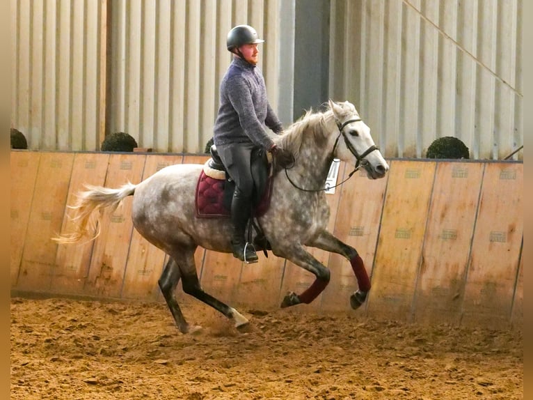 Altre razze Giumenta 5 Anni 152 cm Grigio pezzato in Neustadt (Wied)