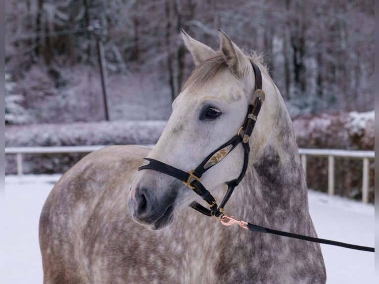 Altre razze Giumenta 5 Anni 152 cm Grigio pezzato in Neustadt (Wied)