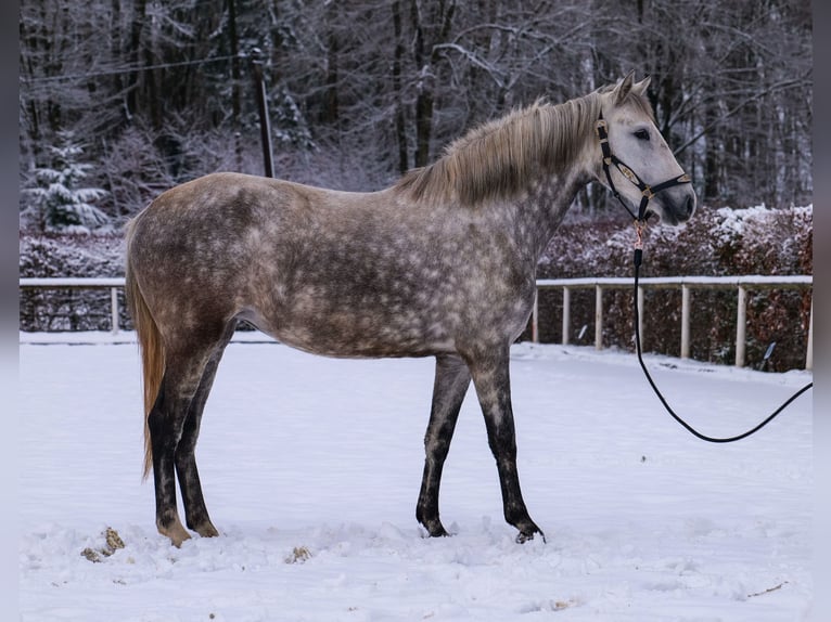 Altre razze Giumenta 5 Anni 152 cm Grigio pezzato in Neustadt (Wied)