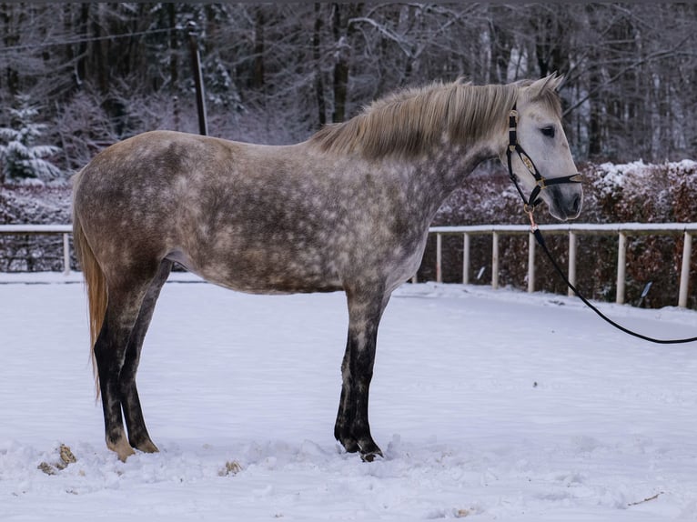 Altre razze Giumenta 5 Anni 152 cm Grigio pezzato in Neustadt (Wied)