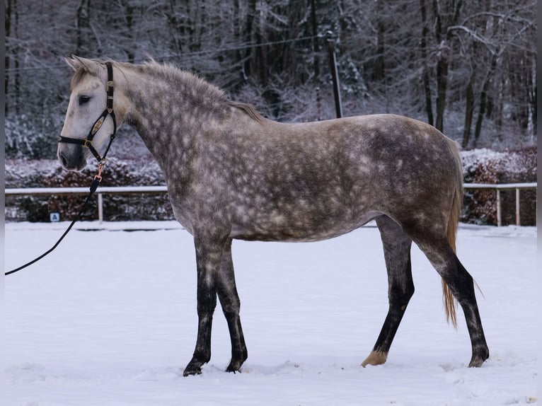 Altre razze Giumenta 5 Anni 152 cm Grigio pezzato in Neustadt (Wied)