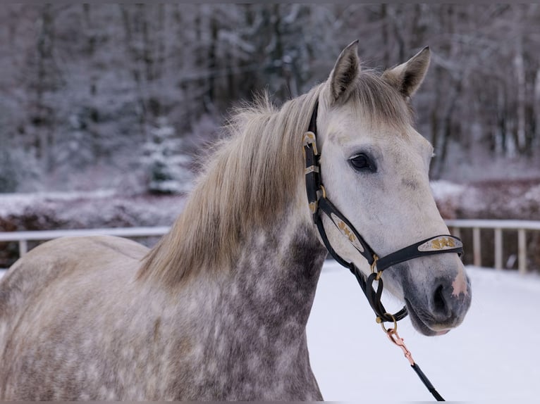 Altre razze Giumenta 5 Anni 152 cm Grigio pezzato in Neustadt (Wied)