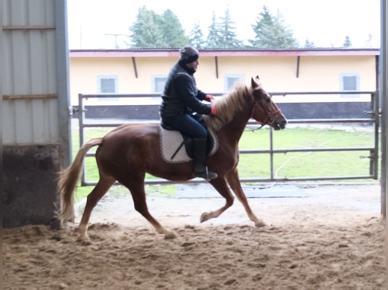 Altre razze Giumenta 5 Anni 152 cm Sauro in Buttst&#xE4;dt