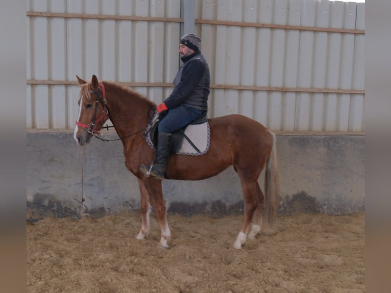 Altre razze Giumenta 5 Anni 152 cm Sauro in Buttst&#xE4;dt