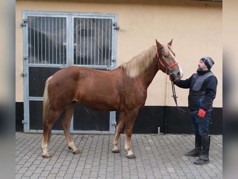 Altre razze Giumenta 5 Anni 152 cm Sauro in Buttst&#xE4;dt