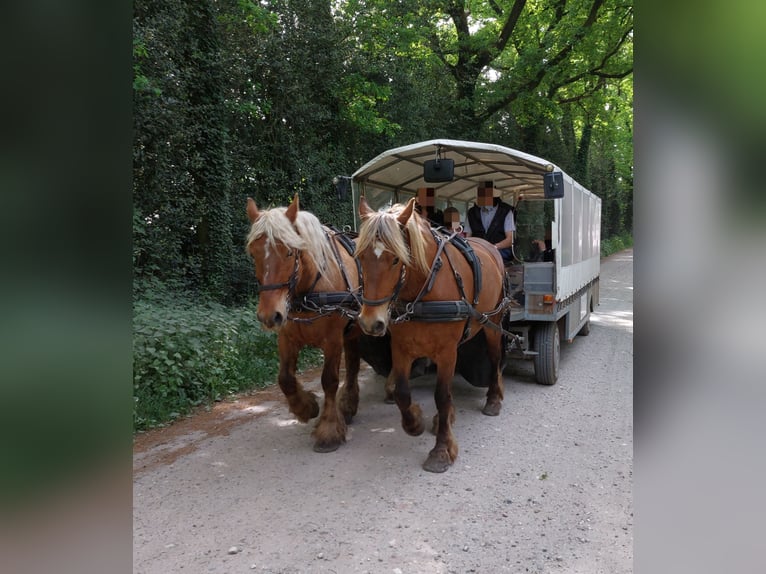 Altre razze Mix Giumenta 5 Anni 153 cm Sauro in Meterik
