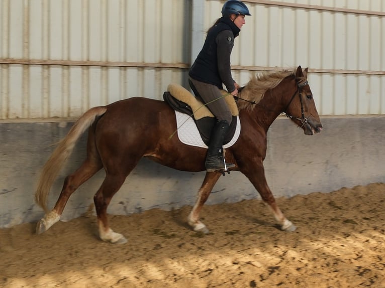 Altre razze Giumenta 5 Anni 153 cm Sauro in Buttstädt