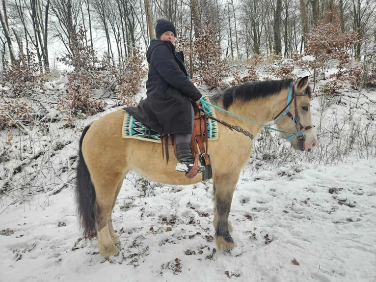 Altre razze Giumenta 5 Anni 154 cm Falbo in Linkenbach