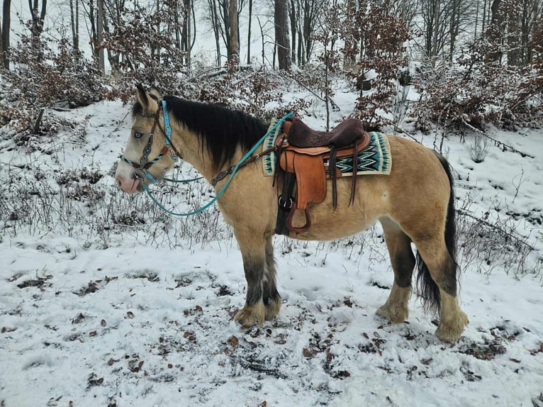 Altre razze Giumenta 5 Anni 154 cm Falbo in Linkenbach
