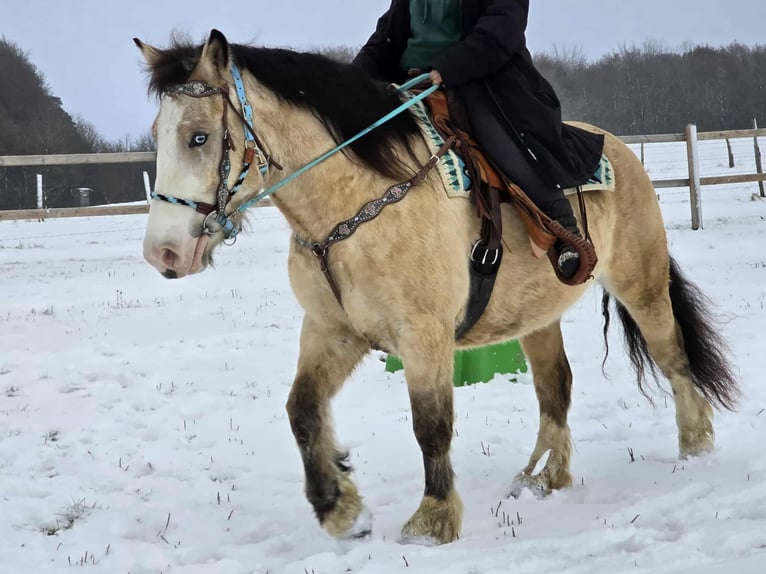 Altre razze Giumenta 5 Anni 154 cm Falbo in Linkenbach