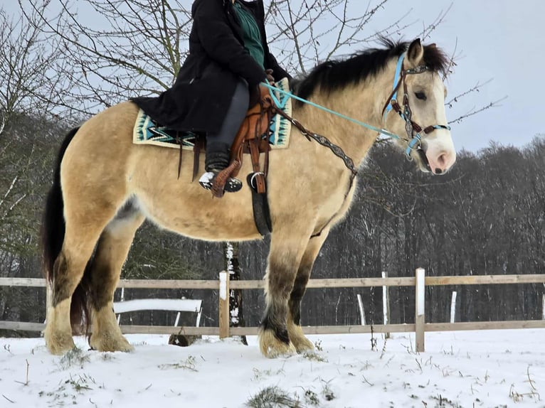 Altre razze Giumenta 5 Anni 154 cm Falbo in Linkenbach