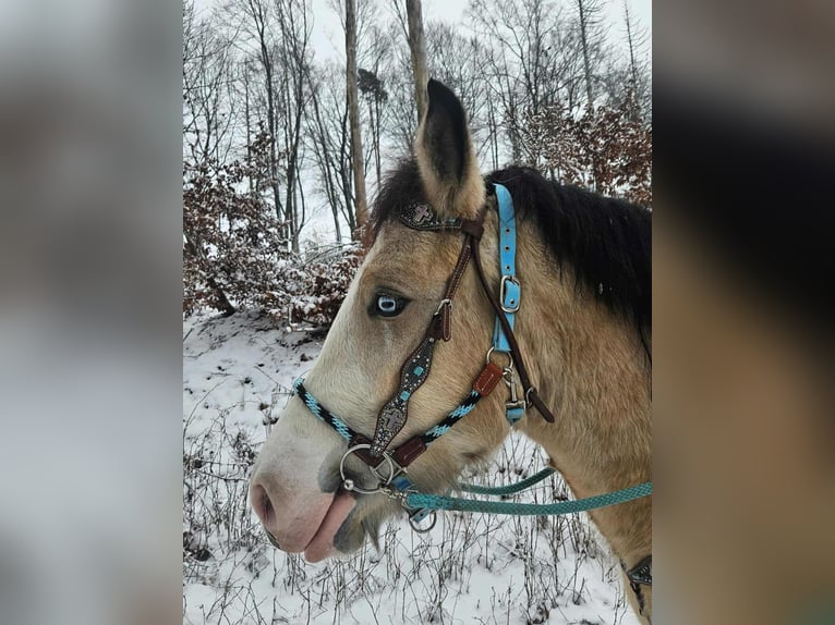 Altre razze Giumenta 5 Anni 154 cm Falbo in Linkenbach