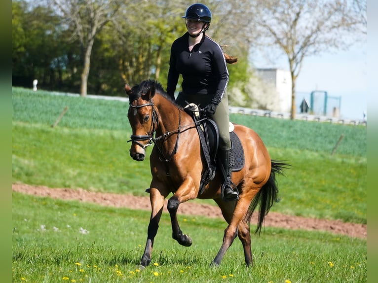 Altre razze Giumenta 5 Anni 155 cm Baio in Nettersheim