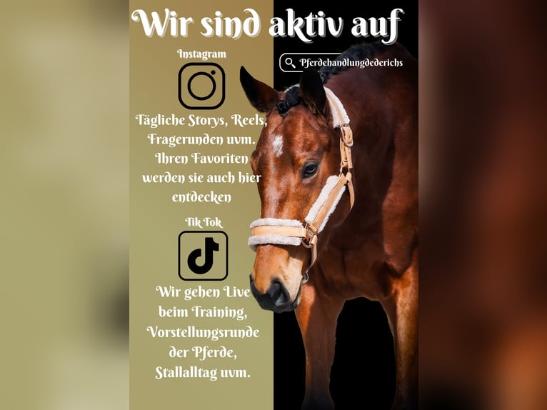 Altre razze Giumenta 5 Anni 155 cm Baio in Nettersheim