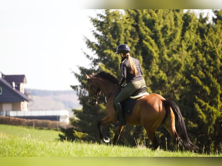 Altre razze Giumenta 5 Anni 155 cm Baio in Nettersheim
