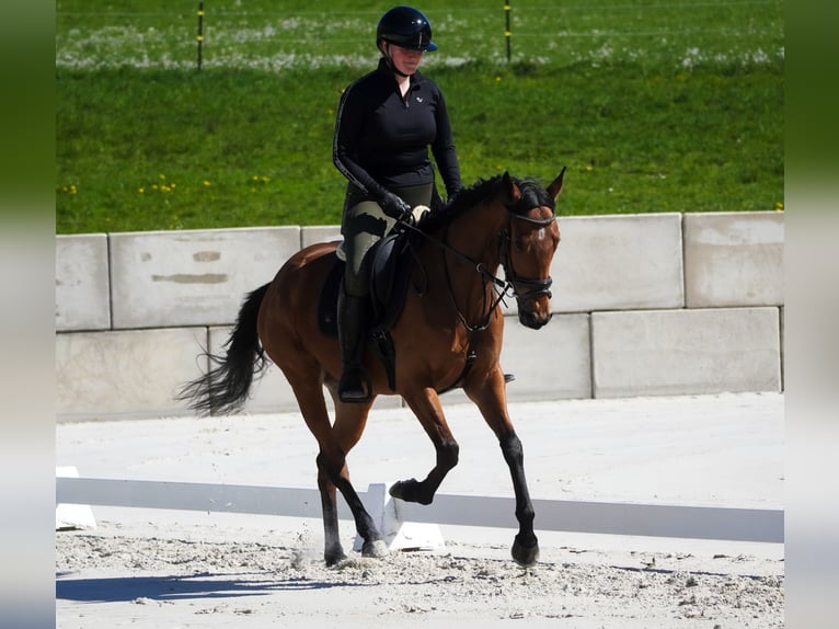 Altre razze Giumenta 5 Anni 155 cm Baio in Nettersheim