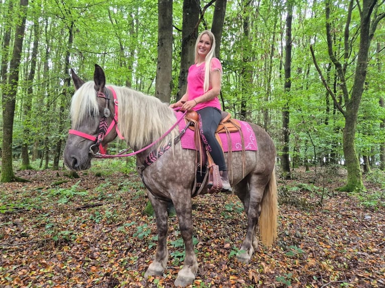 Altre razze Giumenta 5 Anni 155 cm Sauro scuro in Linkenbach