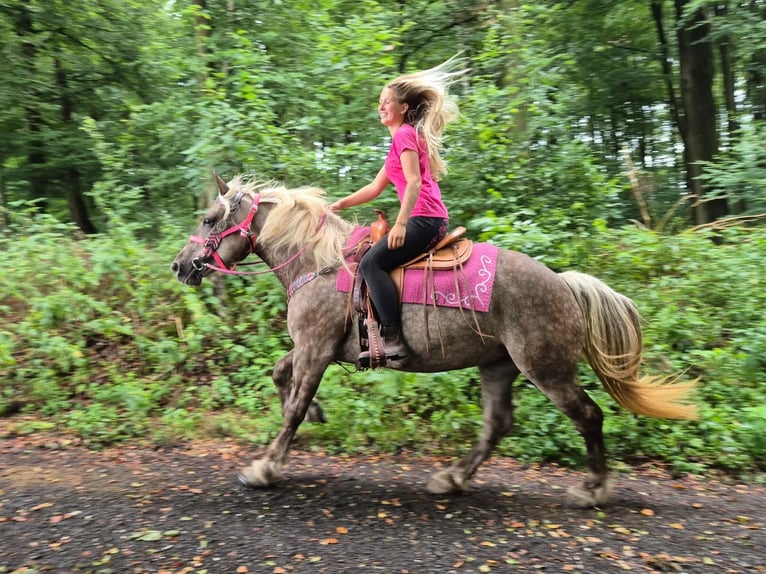 Altre razze Giumenta 5 Anni 155 cm Sauro scuro in Linkenbach