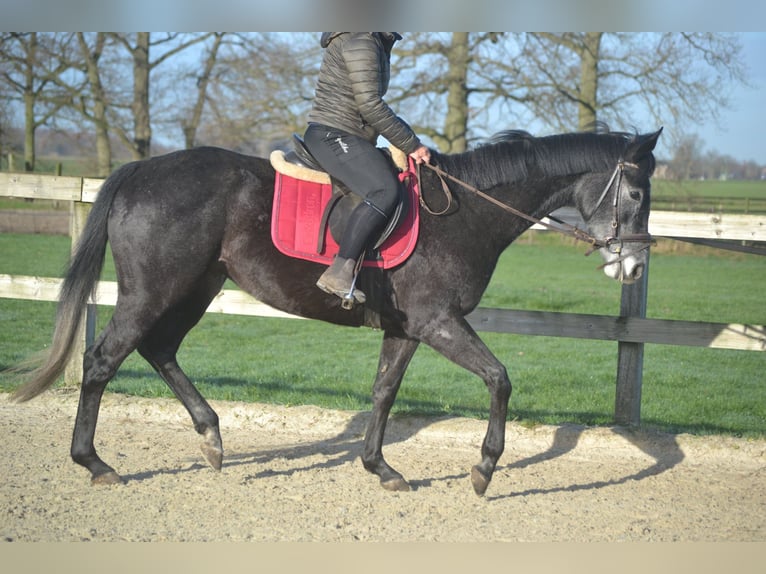 Altre razze Giumenta 5 Anni 156 cm Grigio in Breda