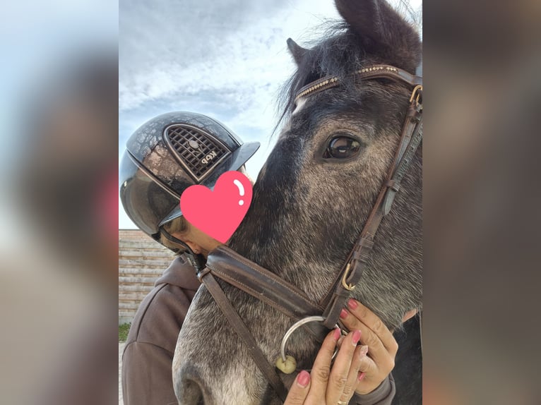 Altre razze Giumenta 5 Anni 156 cm Grigio in Breda