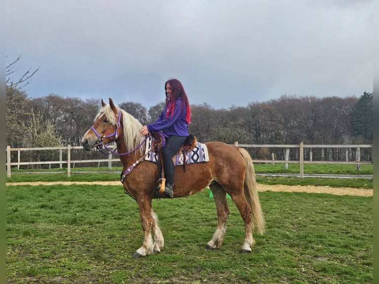 Altre razze Giumenta 5 Anni 156 cm Sauro in Linkenbach