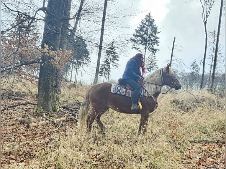 Altre razze Giumenta 5 Anni 156 cm Sauro in Linkenbach