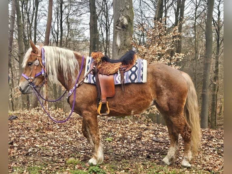 Altre razze Giumenta 5 Anni 156 cm Sauro in Linkenbach