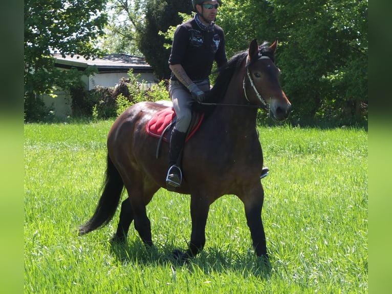 Altre razze Giumenta 5 Anni 158 cm Baio in Buttstädt