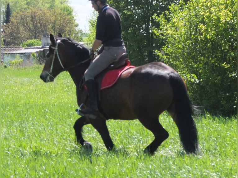 Altre razze Giumenta 5 Anni 158 cm Baio in Buttstädt