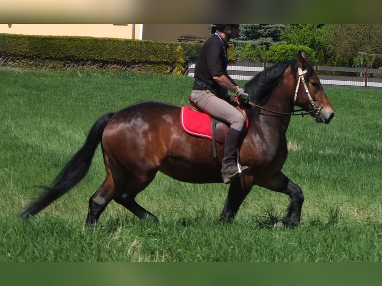 Altre razze Giumenta 5 Anni 158 cm Baio in Buttstädt