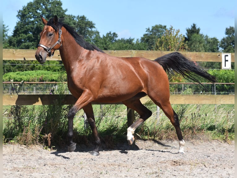 Altre razze Giumenta 5 Anni 158 cm Baio ciliegia in Achtmaal