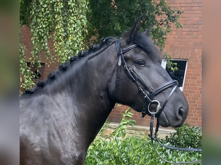 Altre razze Giumenta 5 Anni 158 cm Morello in Hopsten