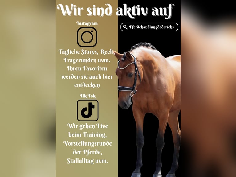 Altre razze Giumenta 5 Anni 160 cm Baio in Nettersheim