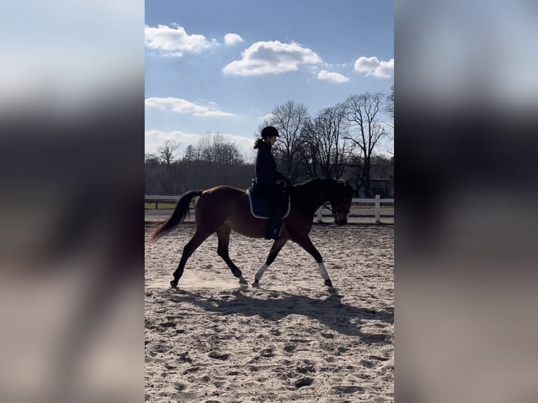 Altre razze Giumenta 5 Anni 160 cm Baio in Grzmiąca