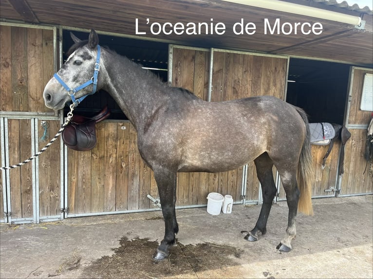 Altre razze Giumenta 5 Anni 160 cm Grigio in Etauliers