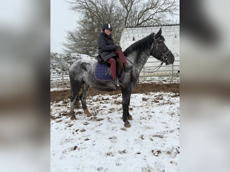 Altre razze Giumenta 5 Anni 160 cm Leardo in Gleina