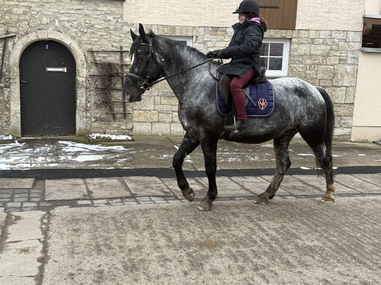 Altre razze Giumenta 5 Anni 160 cm Leardo in Gleina