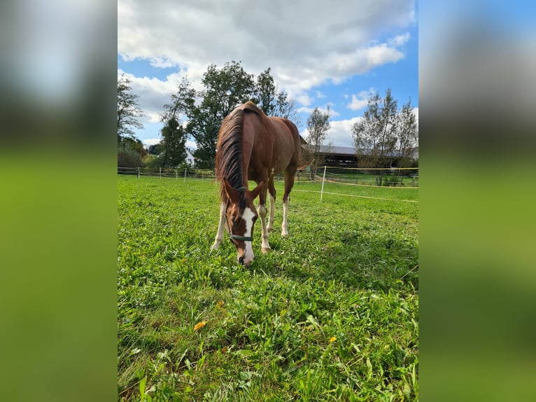 Altre razze Giumenta 5 Anni 161 cm Sabino in Aletshausen