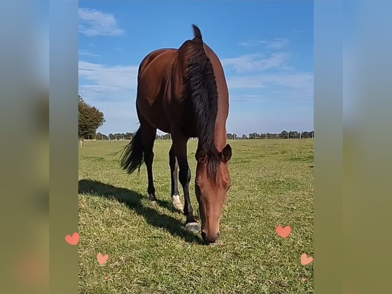 Altre razze Giumenta 5 Anni 162 cm Baio in Erkelenz