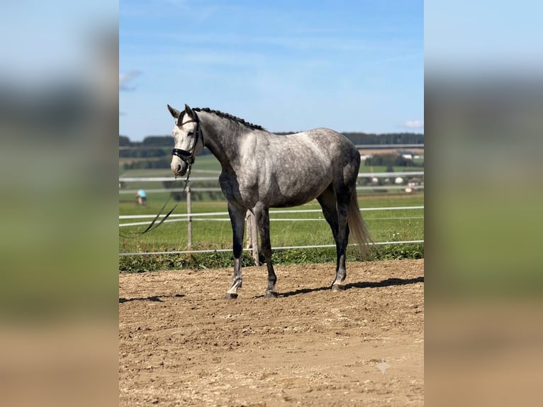 Altre razze Mix Giumenta 5 Anni 162 cm Grigio in Straßwalchen