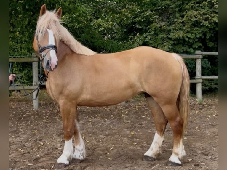 Altre razze Giumenta 5 Anni 162 cm Sauro in Bünde