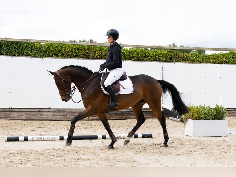 Altre razze Giumenta 5 Anni 163 cm Baio in Waddinxveen Altre razze Giumenta 5 Anni 163 cm Baio in Waddinxveen