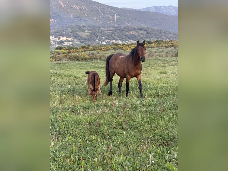 Altre razze Giumenta 5 Anni 164 cm Baio chiaro in Algeciras