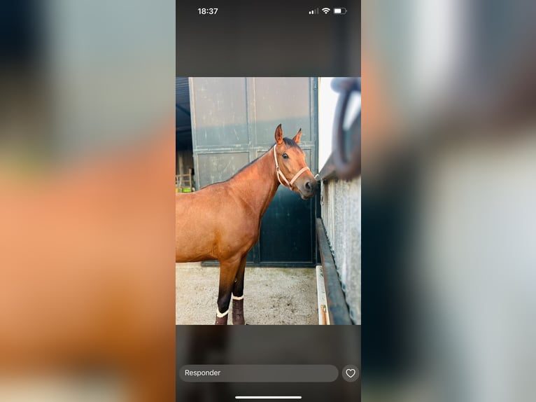 Altre razze Giumenta 5 Anni 164 cm Baio chiaro in Algeciras
