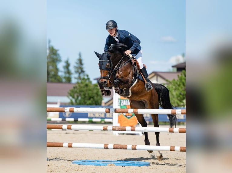 Altre razze Giumenta 5 Anni 165 cm Baio ciliegia in PAUPIS