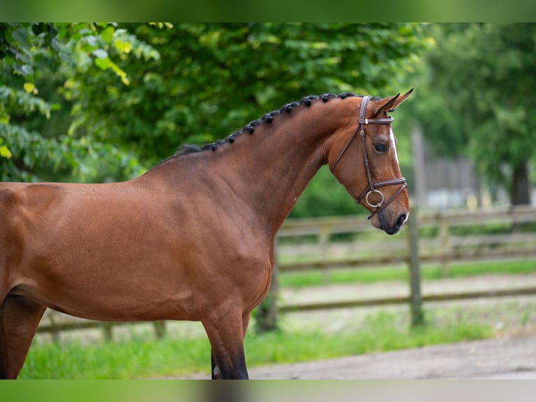 Altre razze Giumenta 5 Anni 166 cm Sauro in GROTE-BROGEL