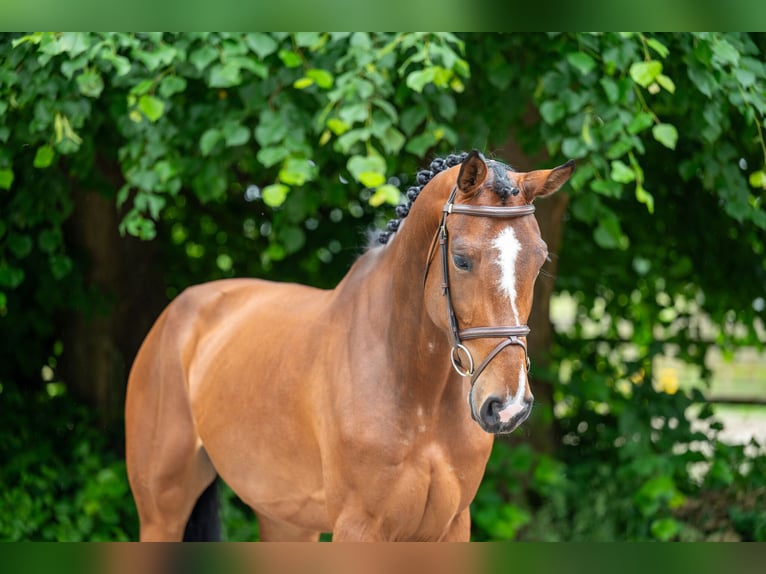 Altre razze Giumenta 5 Anni 166 cm Sauro in GROTE-BROGEL