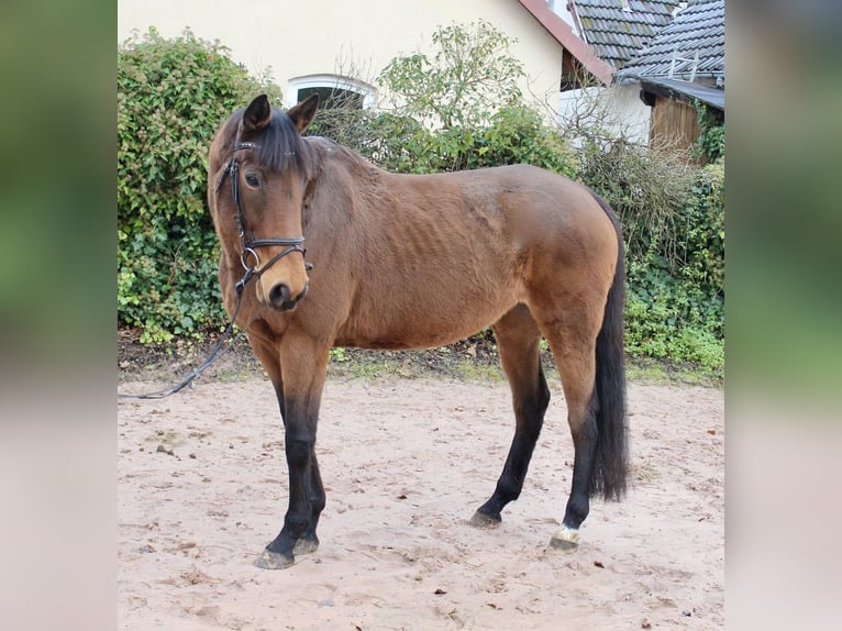 Altre razze Giumenta 5 Anni 167 cm Baio in Sonnefeld