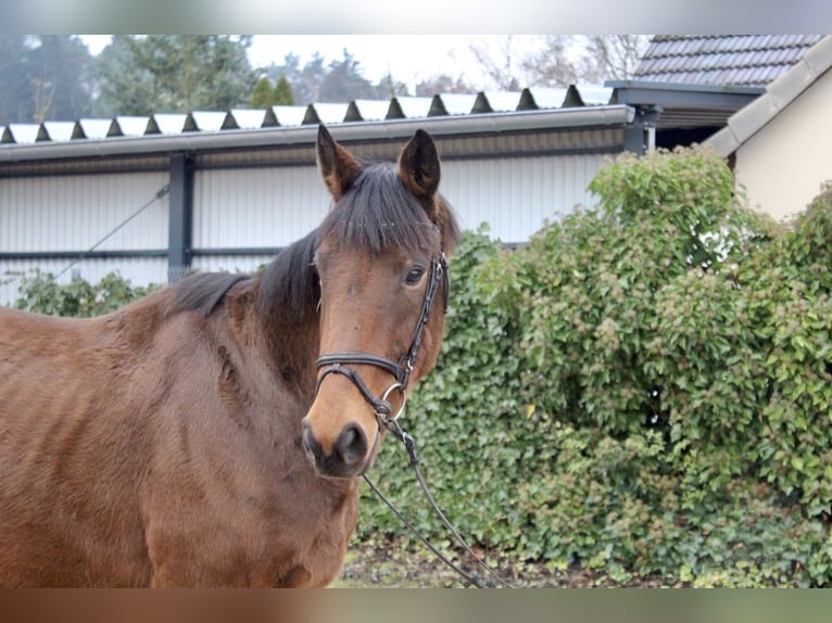 Altre razze Giumenta 5 Anni 167 cm Baio in Sonnefeld